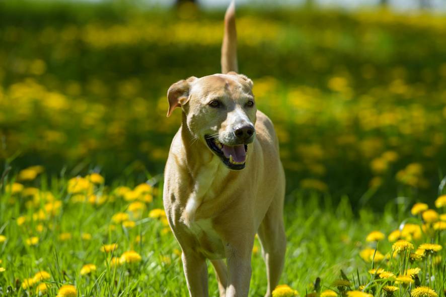 Belohnungs- und bindungsorientierte Arbeit mit Hunden