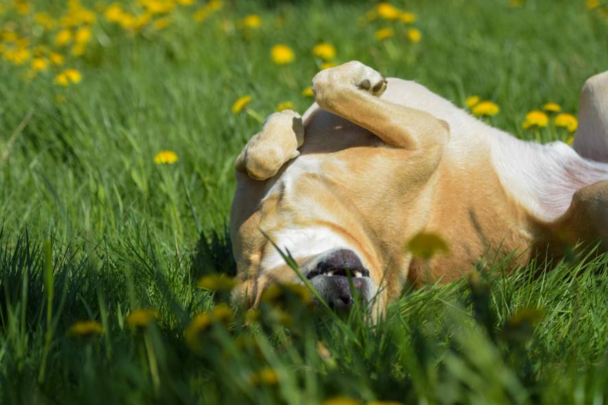 Hunde in qualifizierten erfahrenen Händen wenn sie betreut werden