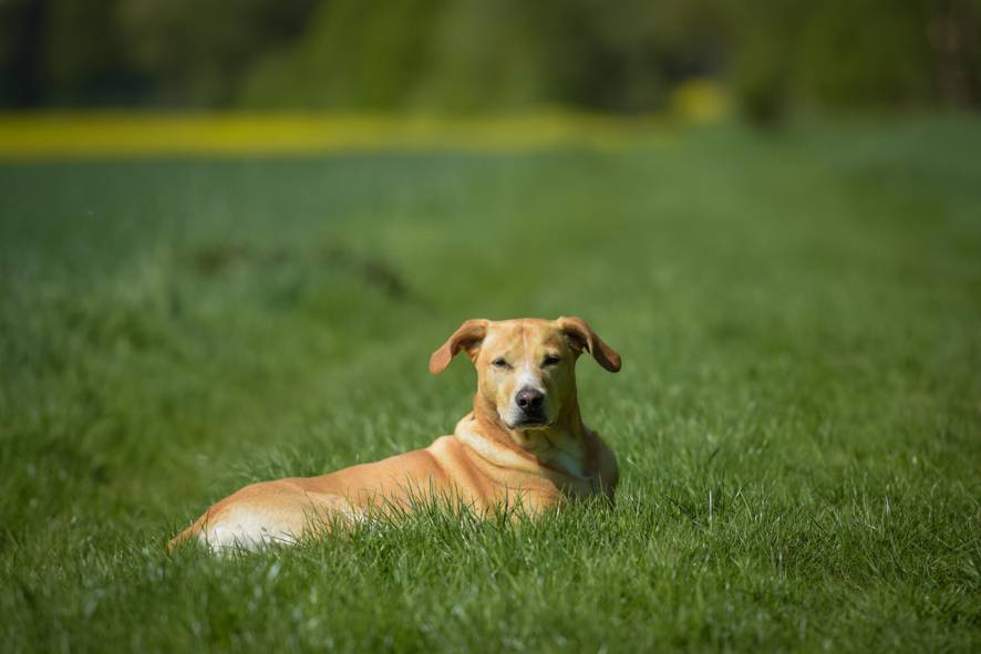 7Dogs Hundetraining und Hundebetreuung ist tierärztlich zertifiziert und anerkannt