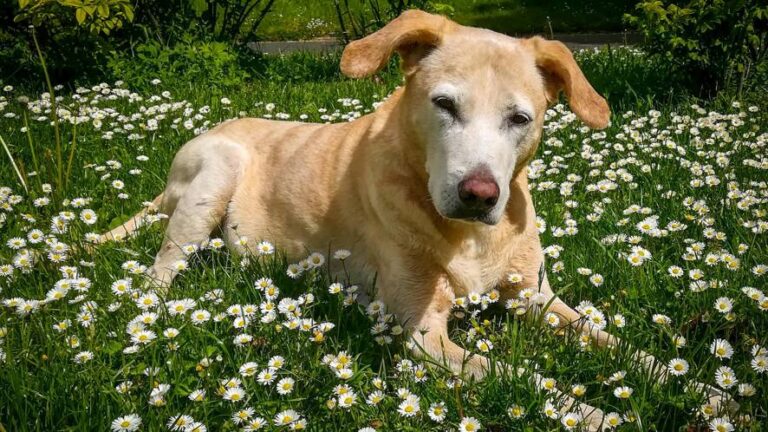 7Dogs Hundetraining und Hundebetreuung Chico mein geliebter Hundeopi liegt auf einer Wiese.